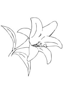 desenho de lírio do campo
