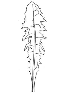desenho de folha de alface para colorir