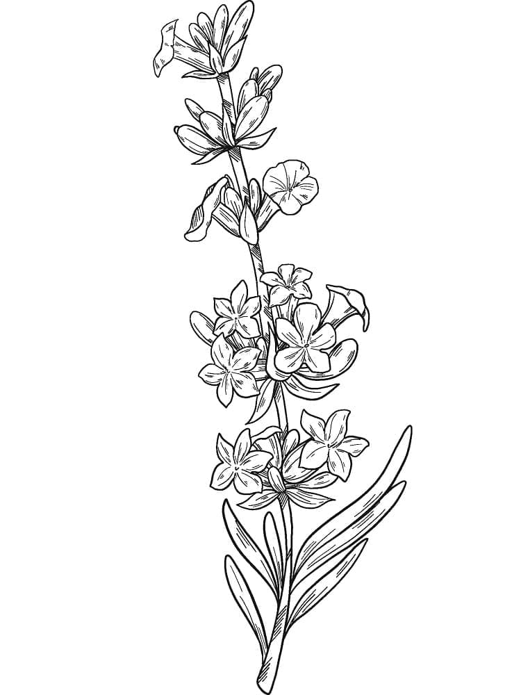 desenho de planta de lavanda grátis para colorir