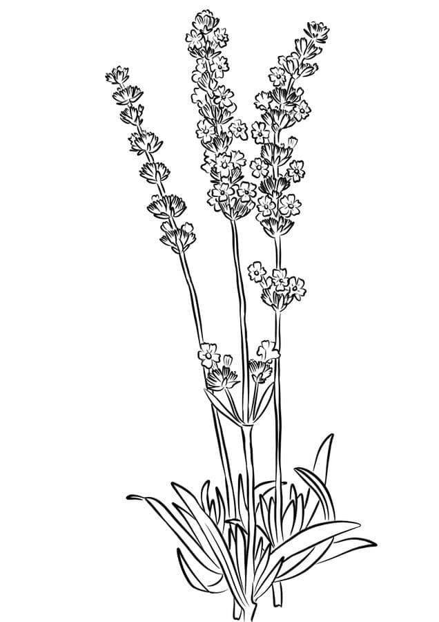 desenho de planta de lavanda grátis para crianças para colorir