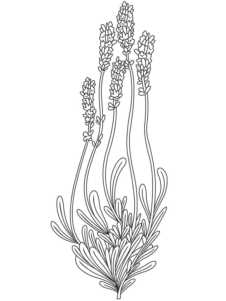 desenho de planta de lavanda para crianças para colorir