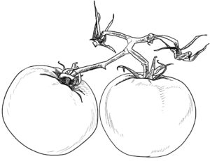 desenho de tomate legume realista para colorir