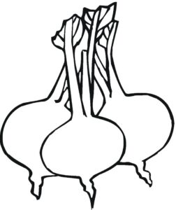 desenho de três beterrabas para colorir