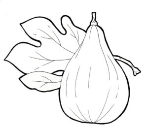 desenho de um figo para colorir