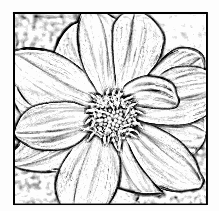 desenho flor dália realista para imprimir e colorir