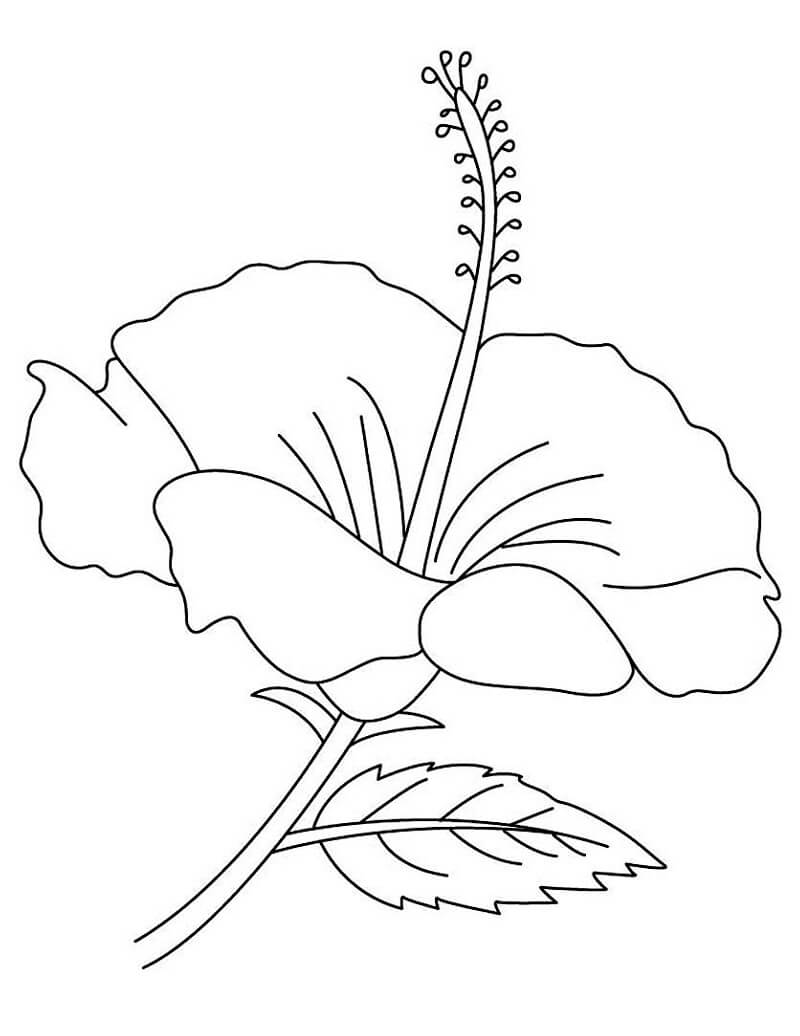 desenho flor de hibisco para colorir e imprimir