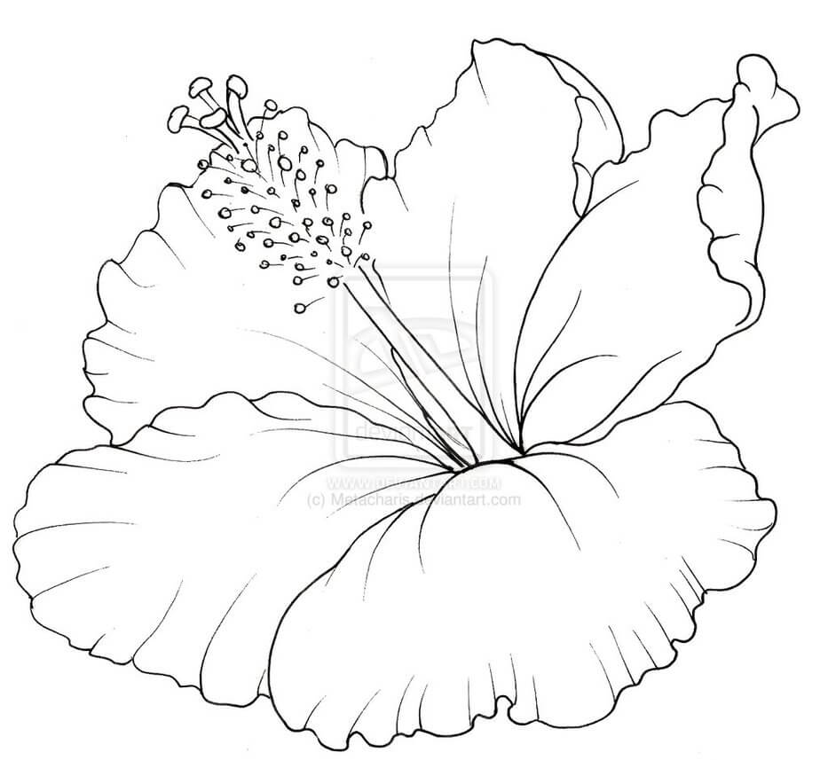 desenho flor de hibisco para colorir