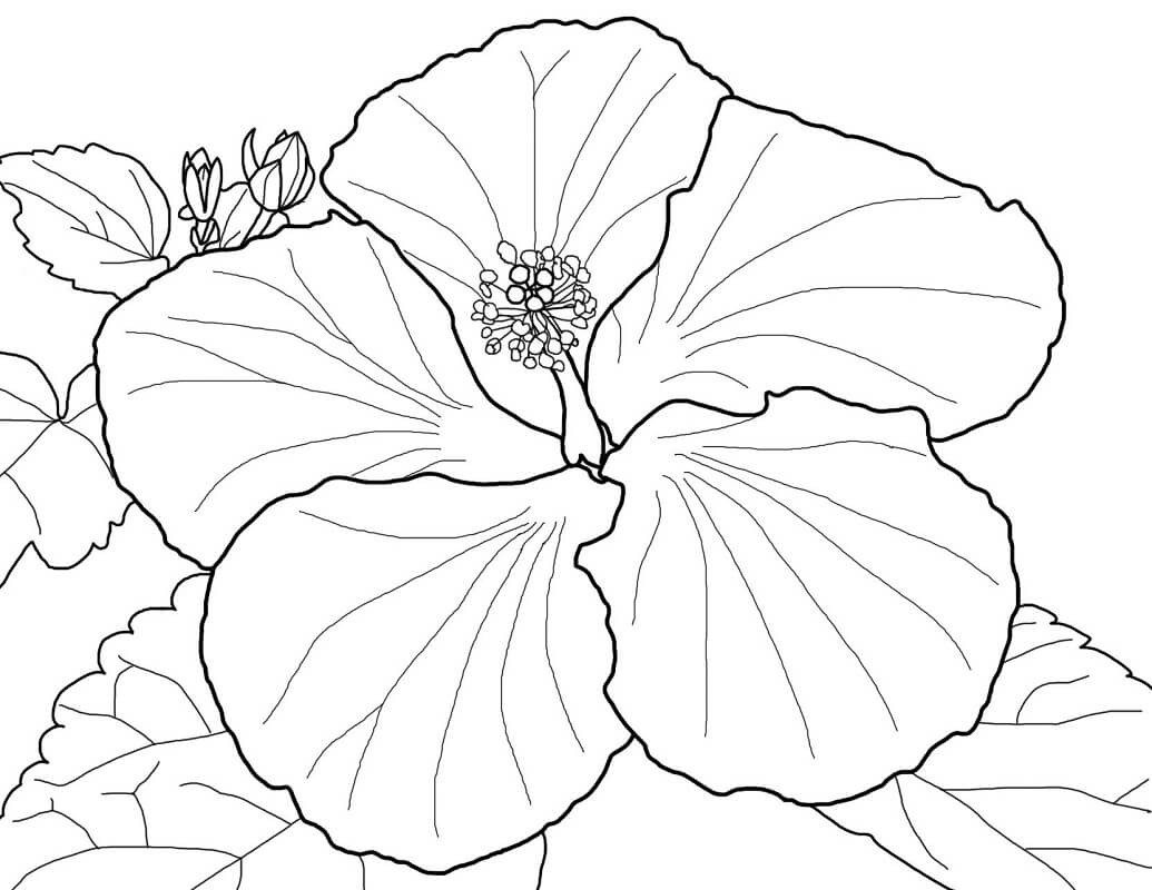 desenho flor de hibisco