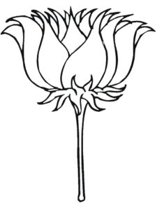 desenho flor de lótus