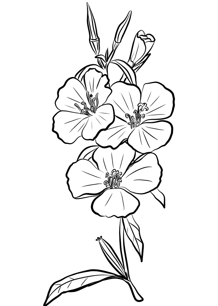 desenho flor godétia para colorir