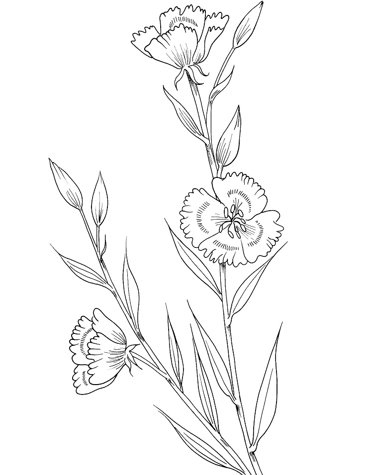 desenho flor godétia para imprimir e pintar