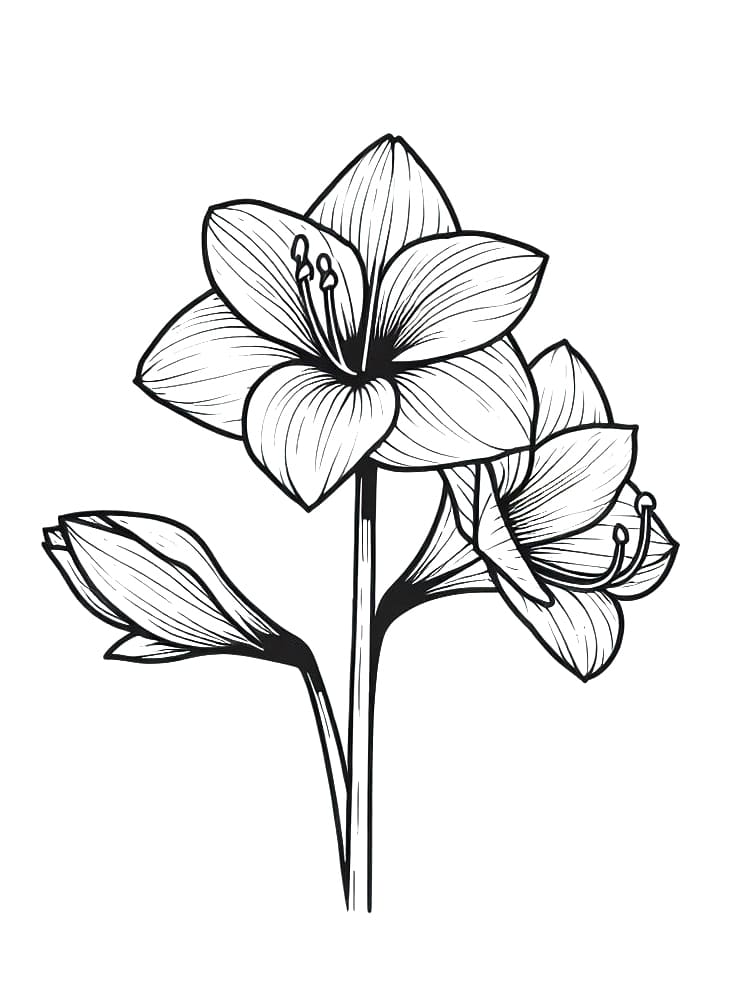 desenho imprimível de amaryllis em pdf