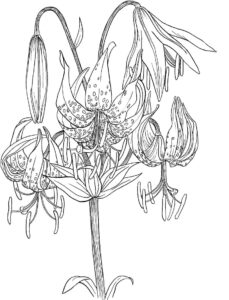 desenho lírio do campo desenho simples