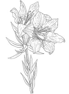 desenho lírio do campo detalhado