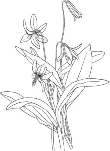 desenho lírio do campo infantil para colorir grátis
