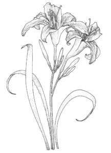 desenho lírio do campo simples para colorir