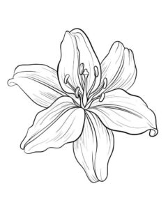 desenho para pintar lindo lírio para colorir