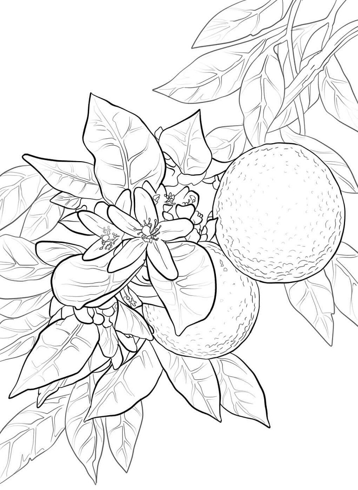 desenho realista de laranja para colorir