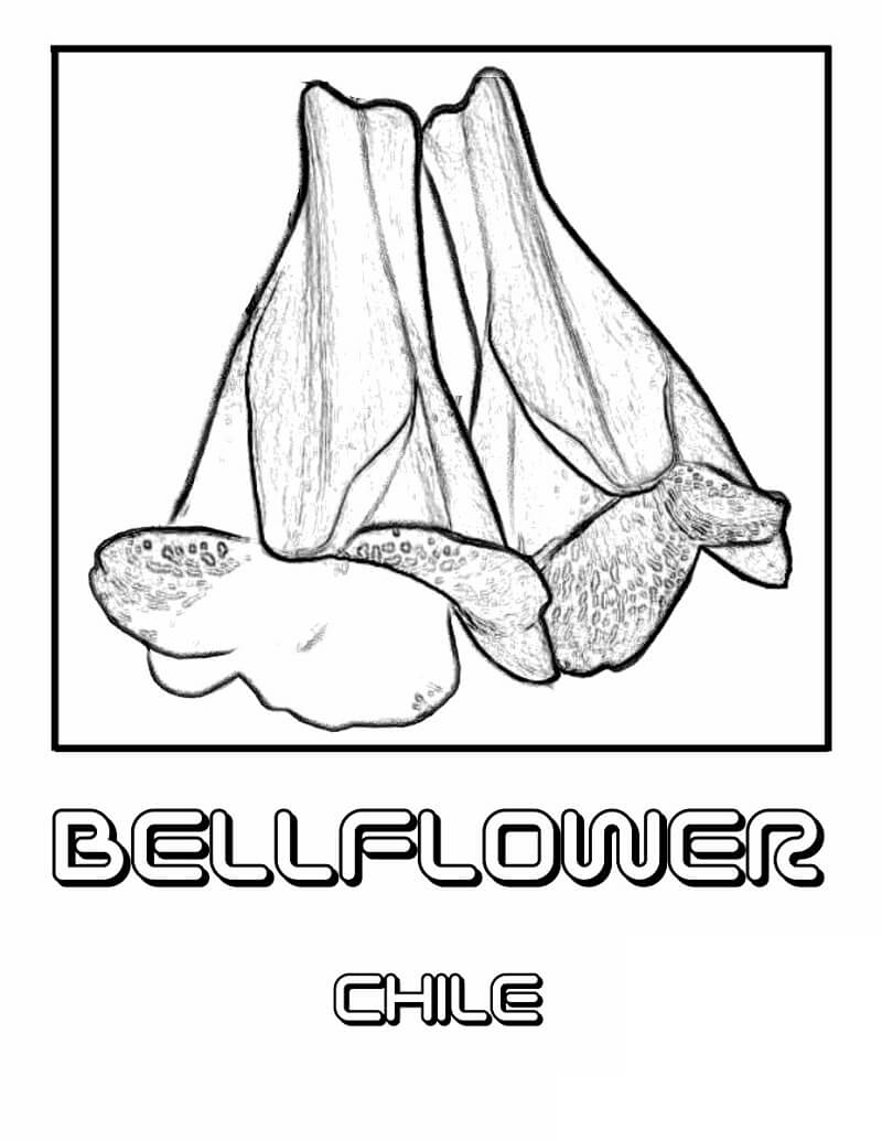 desenhos-de-campanula-detalhados-para-colorir-e-pintar
