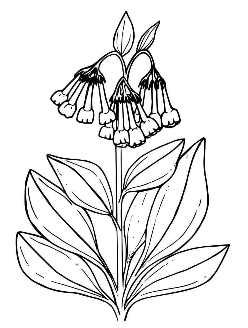 desenhos de campânula grandes para imprimir e colorir pdf