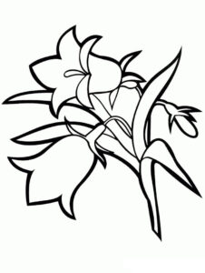 desenhos de campânula para colorir