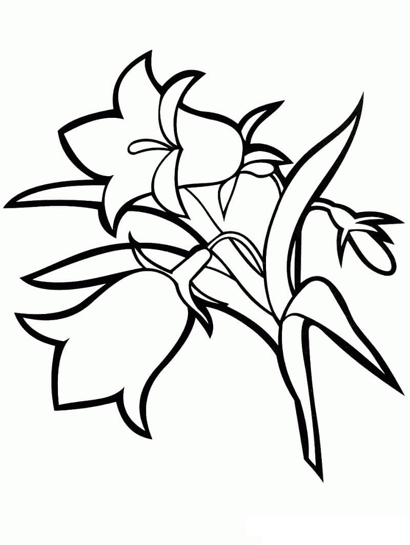 desenhos de campânula para colorir