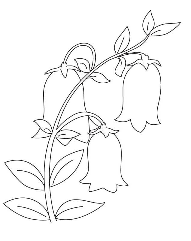 desenhos de campânula simples