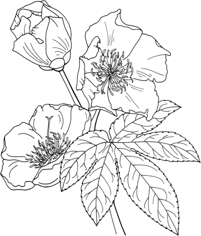 desenhos de cochlospermum religiosum para colorir