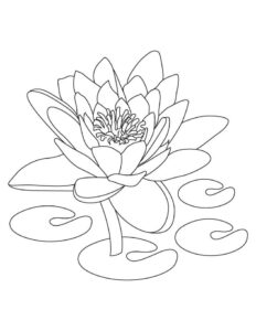 desenhos de flor de lótus para imprimir e colorir