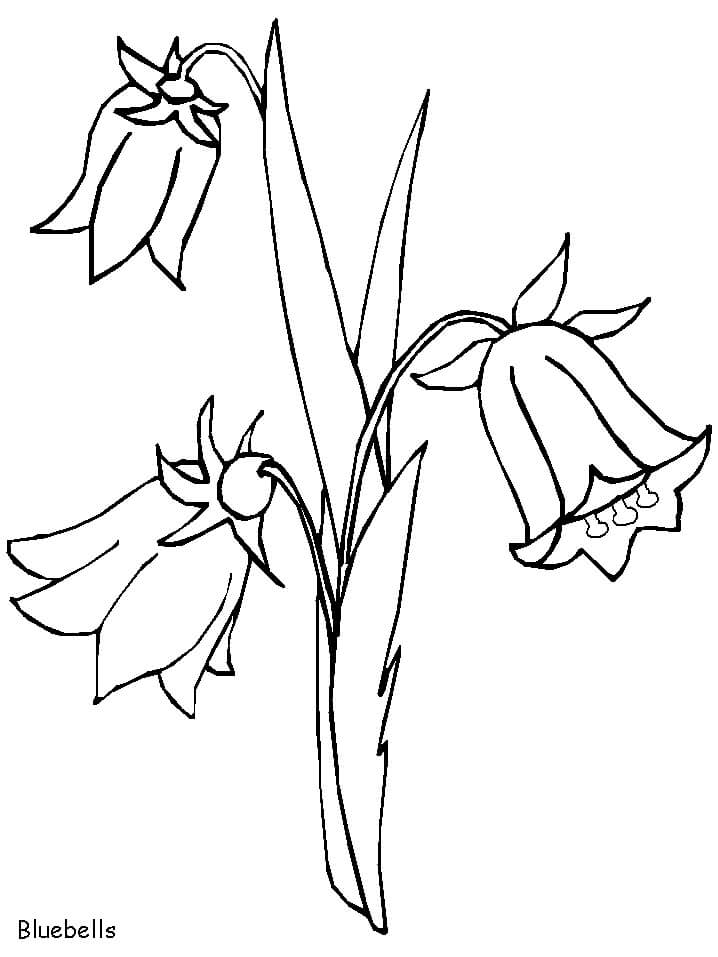 desenhos de flores campânula para imprimir