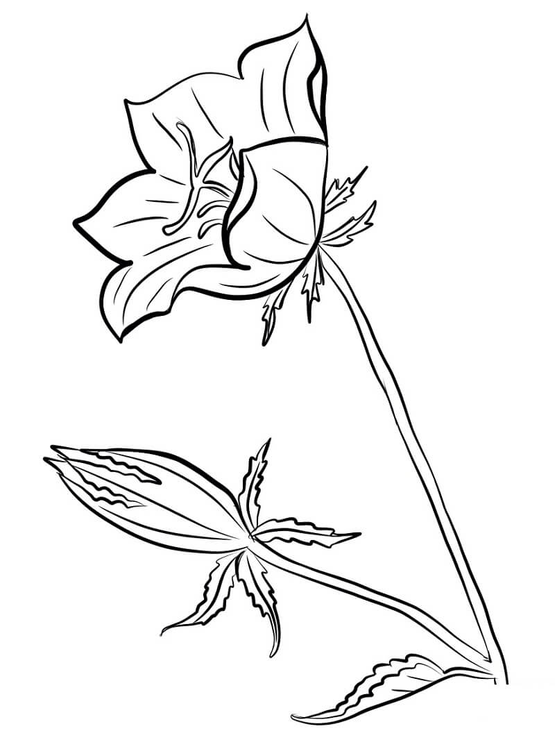 desenhos de flores campânula