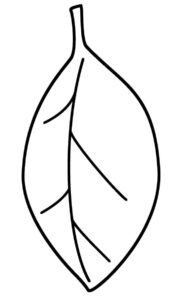 desenhos de folhas de planta para colorir
