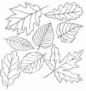 desenhos de folhas de plantas de jardim para colorir