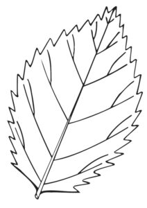 desenhos de folhas para pintar e imprimir grátis