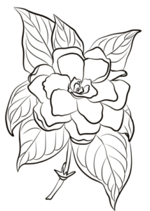 desenhos de gardênia para colorir