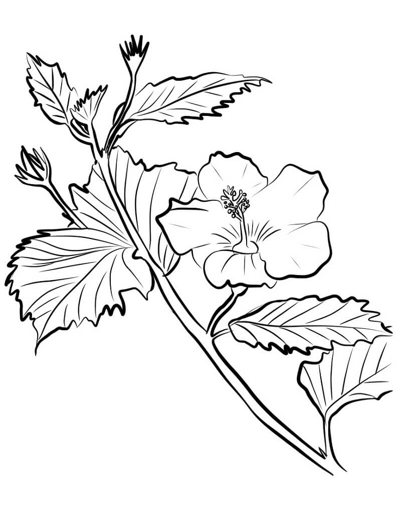 desenhos de hibisco completo para colorir