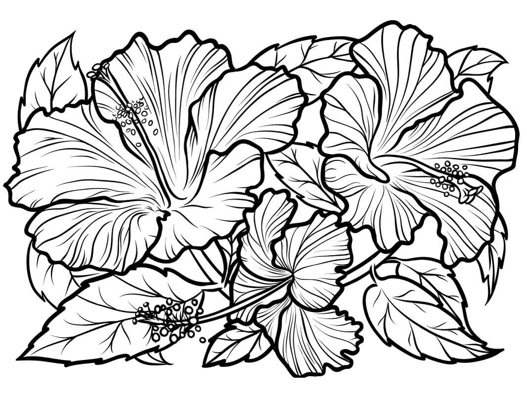 desenhos de hibisco detalhado para colorir