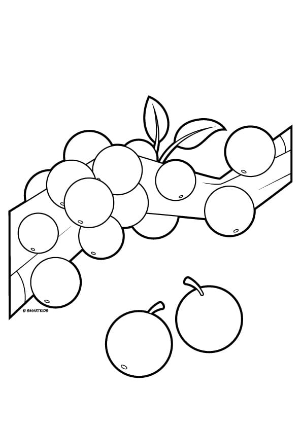 desenhos de jabuticaba para colorir