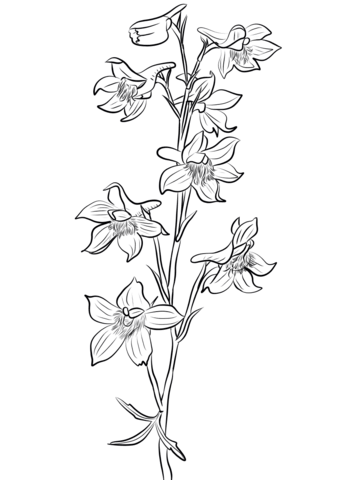 desenhos de larkspur para colorir