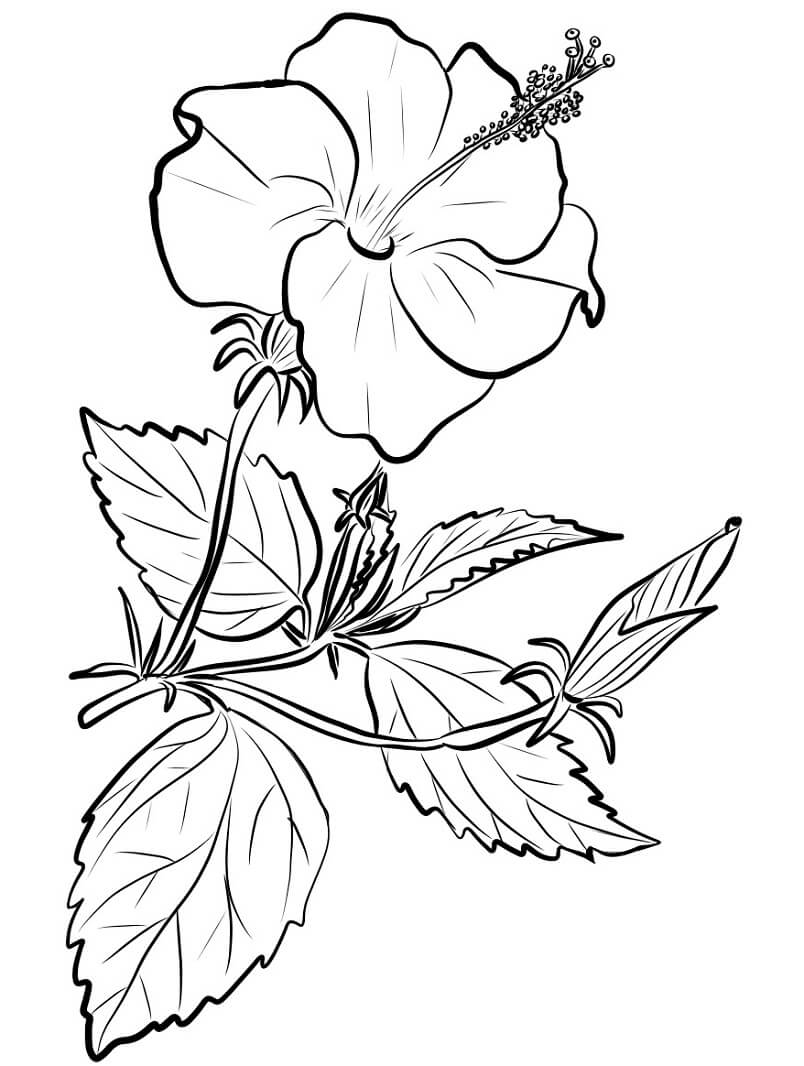 desenhos hibisco com vários detalhes para colorir em pdf