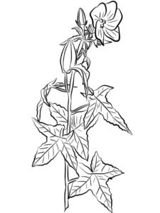desenhos hibisco em preto e branco para colorir