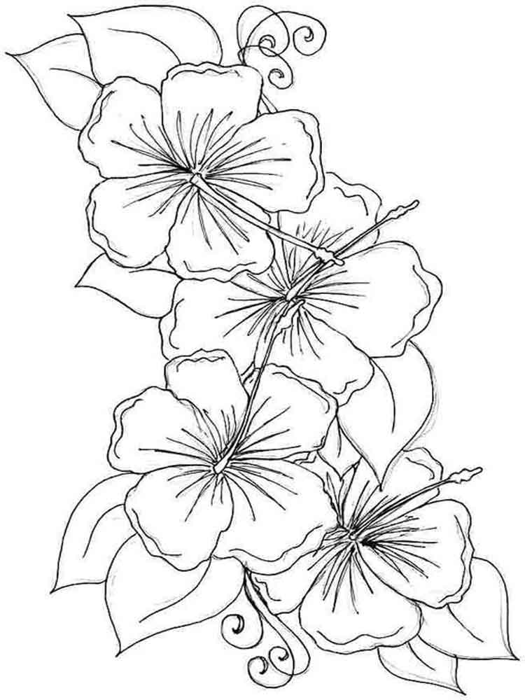 desenhos hibisco fácil de colorir