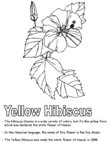desenhos hibisco flores para colorir