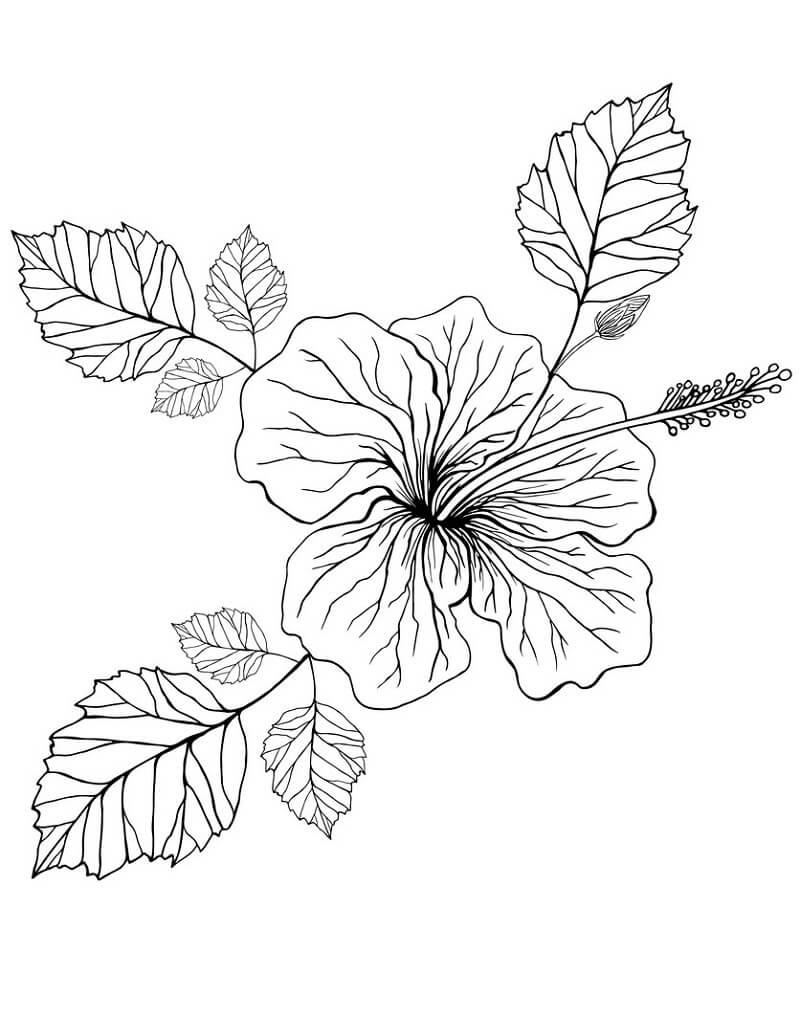 desenhos hibisco livro digital para colorir