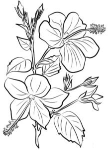 desenhos hibisco para pintar e colorir
