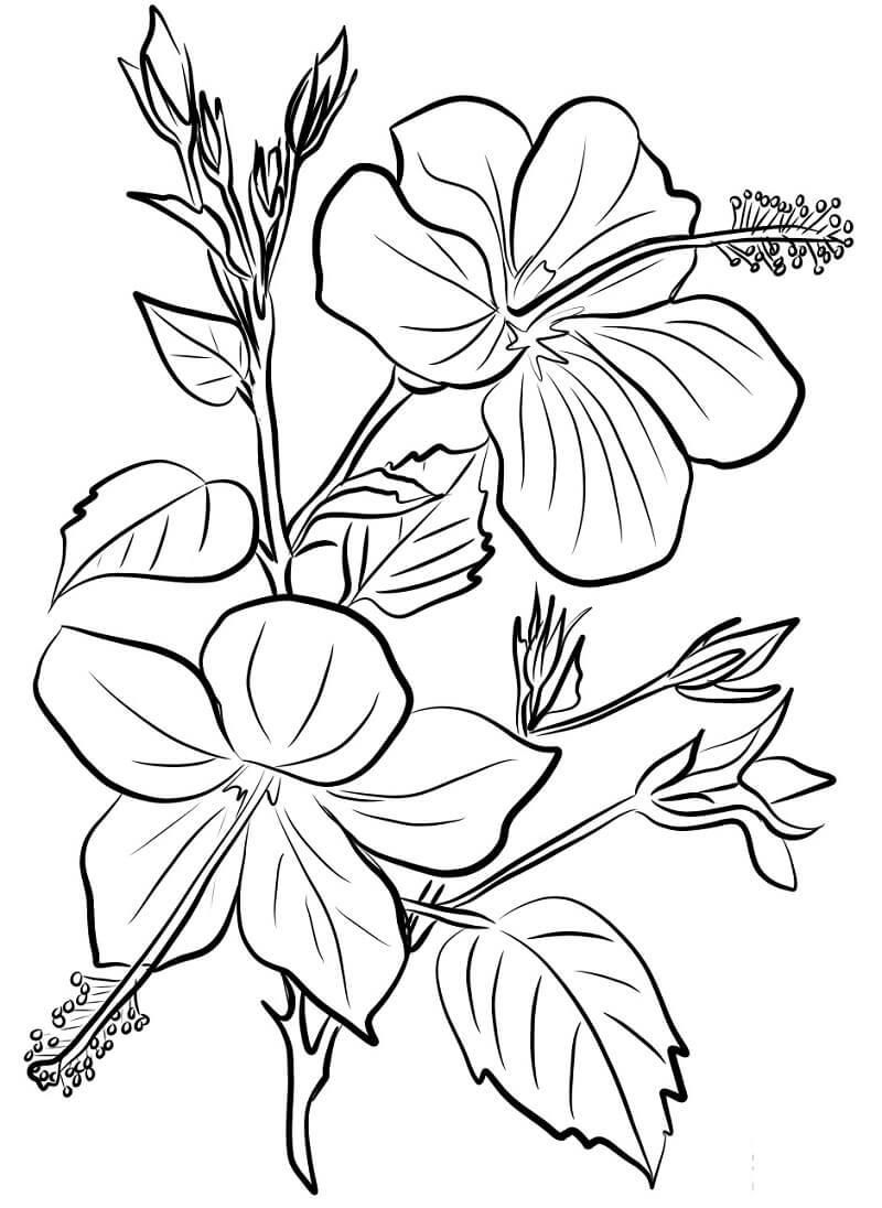 desenhos hibisco para pintar e colorir