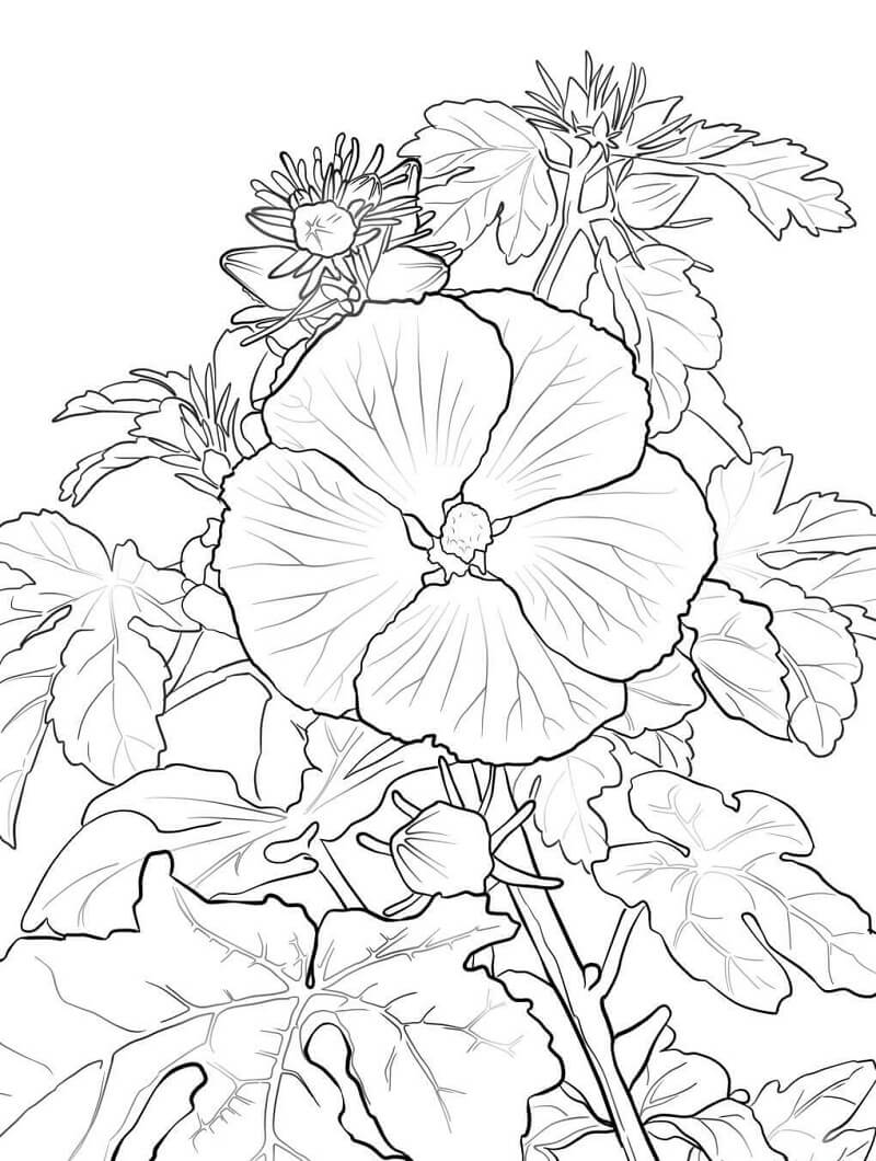 desenhos hibisco realista grátis para colorir