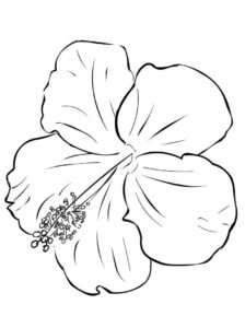desenhos linda flor de hibisco no verão para colorir