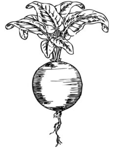 desenhos realistas de beterraba