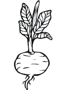 desenhos simples de beterraba